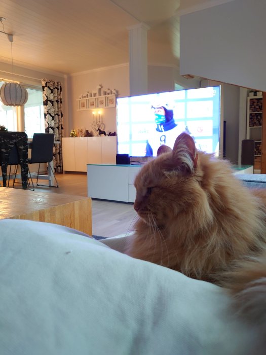 En röd katt framför en TV som visar skidskytte, i ett vardagsrum med modern inredning.
