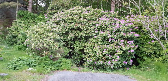 En lummig rabatt med blommande rhododendronbuskar som breder ut sig upp mot skogen.