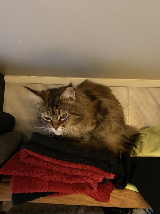 Långhårig katt sitter på en hög med handdukar och ser ned mot kameran.