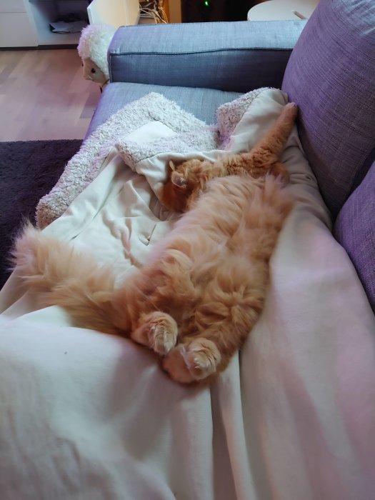 Långt rödbrunt hår, en sovande katt slappnar av på rygg på en beige soffkudde, tycks fira en bedrift.