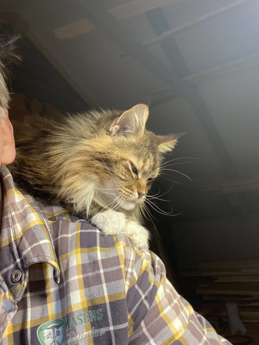 Katt ligger bekvämt på en persons axel i ett arbetsrum.