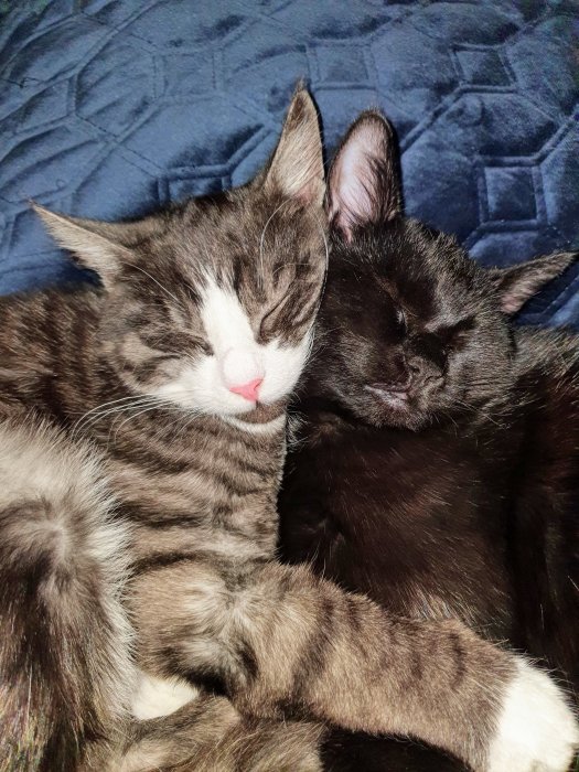 Två katter som kramas och sover tillsammans på en blå filt.