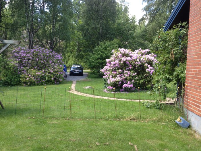 Två stora blommande rhododendronbuskar vid ett hus, en flyttad för att synas separat från den andra.