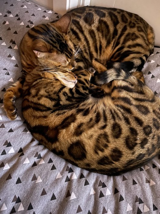 Två bengalkatter som ligger sammanlindade och sover på en triangelmönstrad filt.