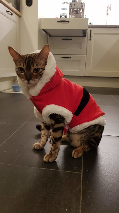 Katt klädd i tomtedräkt sitter på ett köksgolv.