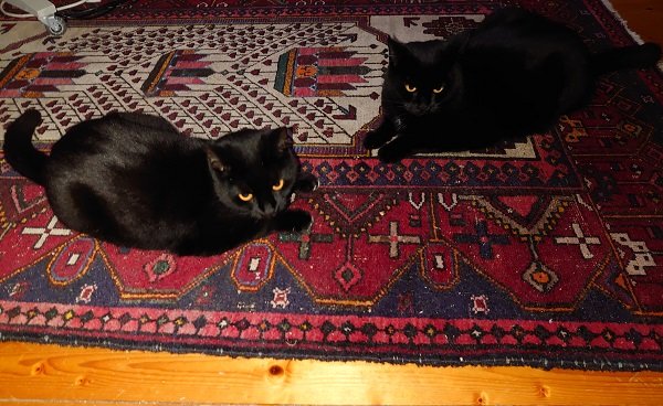 Två svarta katter ligger på ett orientaliskt matta inne i ett hus.
