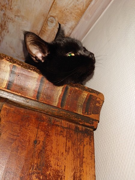 Svart katt som lutar sitt huvud över kanten på ett brunt golvur, ser trött ut.