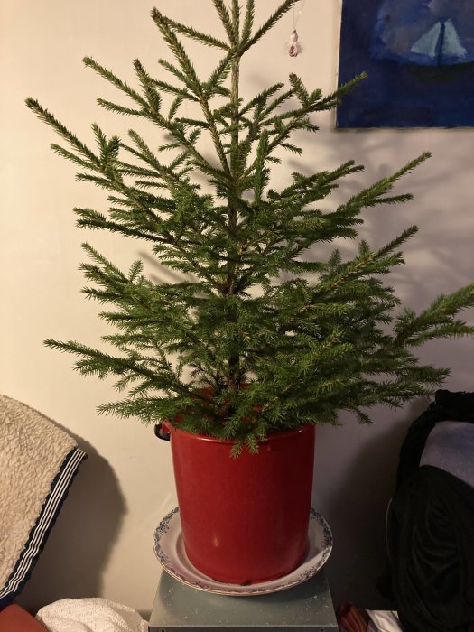 En cirka 1 meter hög gran i en röd kruka placerad inomhus utan ljusslinga.