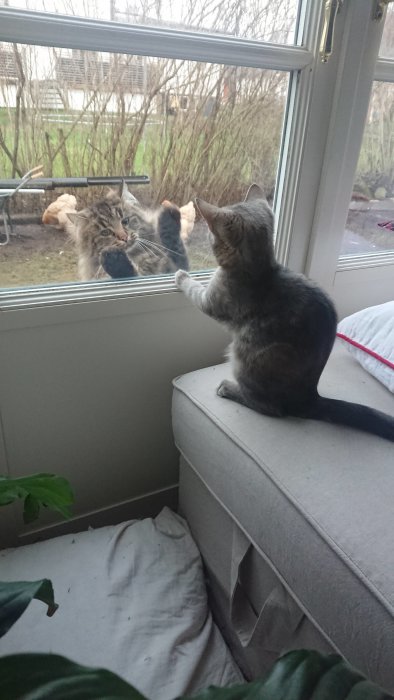 Inomhuskatt tittar på en grannkatt genom fönstret, båda klara för en lekfull "boxningsmatch".