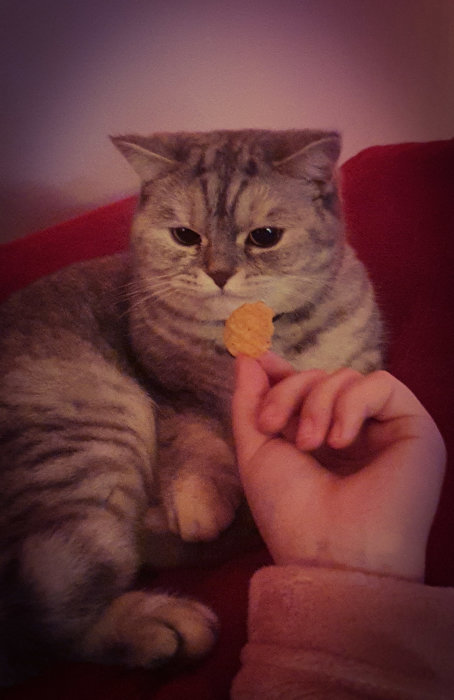 En katt tittar misstänksamt på ett chips som en hand håller framför den.