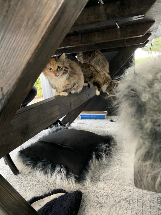 Tre skygga kattungar gömmer sig under ett mörkt träbord i ett uterum.