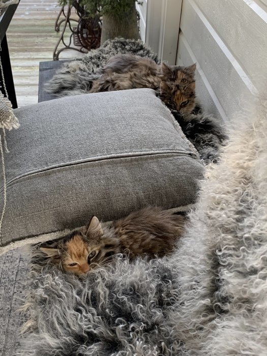 Tre skygga kattungar som gömmer sig på en grå kudde och en mjuk matta.