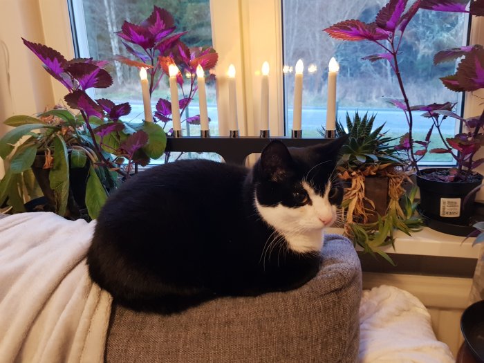 Svartvit katt som vilar på en grå soffa med julbelysning och växter i fönstret.