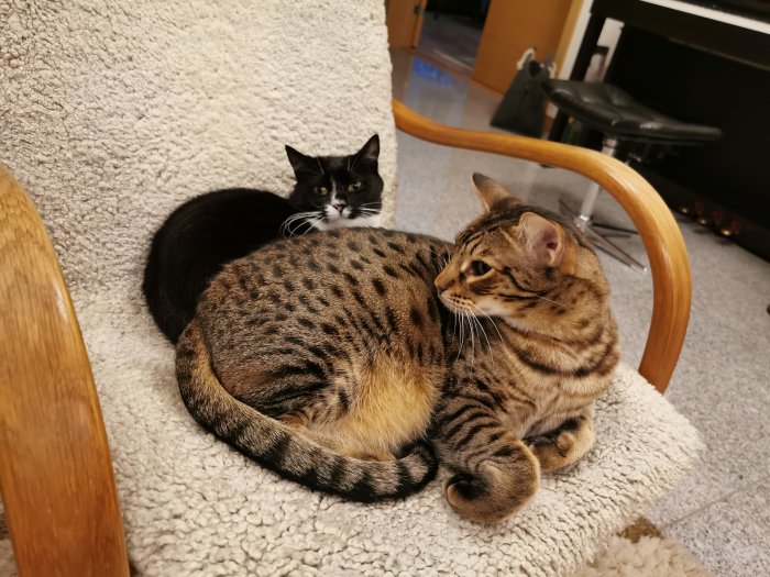 Två katter ligger tätt intill varandra på en ryamatta, en tittar iväg och en tittar på kameran.