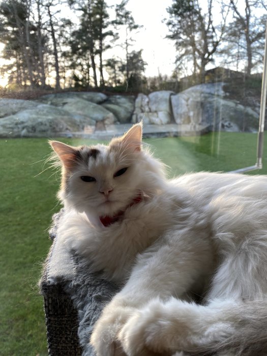 Vit katt med röd fluga som vilar på en katträd med utsikt över en trädgård.