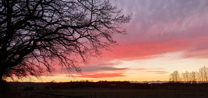 Solnedgång på juldagen med dramatisk rosa och orange himmel bakom silhuetten av trädkronor.