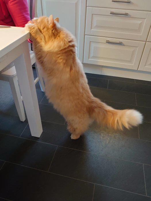 Gul katt står på bakbenen och tittar upp mot bordet där en person sitter.