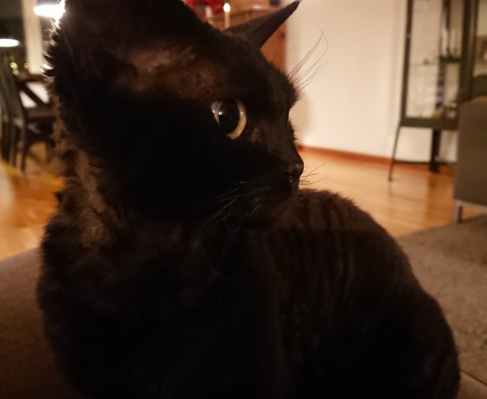 Svart katt vid namn Jiji som ligger och ser ståtlig ut inomhus.