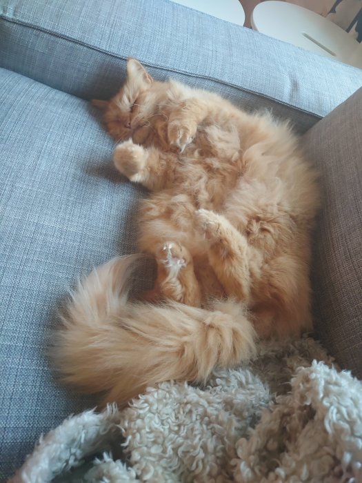 En orange långhårig katt som sover hopkurad på en soffa med en fluffig svans.