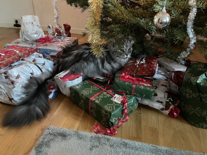 En katt bland julklappar under en gran, ser ut att känna ägandeskap över paketen.