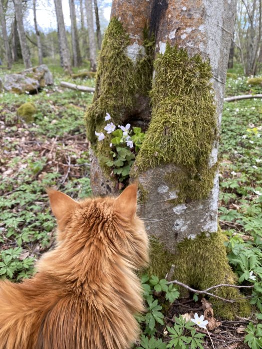 Maine Coon-katt som ser på vita blommor växande vid ett mossa täckt träd i en skog.