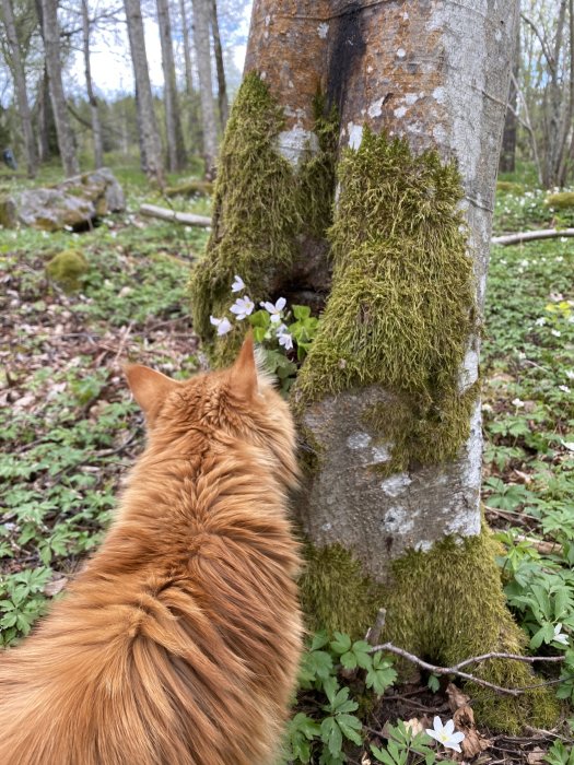 Fluffig Maine Coon-katt luktar på vita blommor vid mossbelagt träd i skogen.