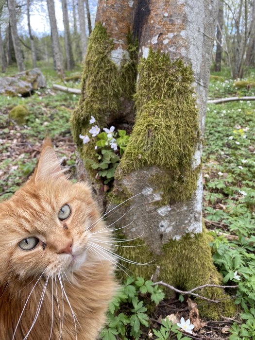 Maine Coon-katt bredvid trädstam med mossa och vita blommor på skogsmark.