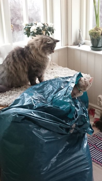 Två katter, en gömd under blå plast och en som tittar åt sidan, i ett fönster med växter.