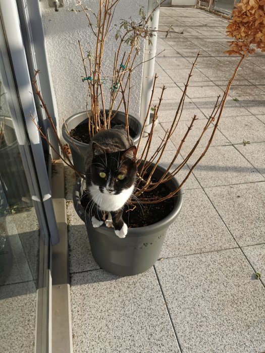 Svartvit katt sitter i en grå blomkruka med vissna växter på en solig balkong.