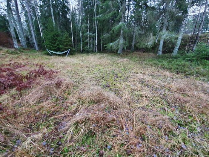 En ödslig skogstomt med vissna gräs och en hängmatta i bakgrunden.