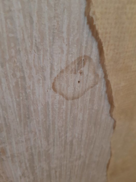 Fuktmärke i form av mörkt område kring ett hål på en delvis riven, texturerad tapet.