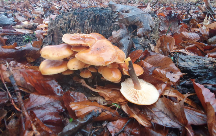 Vinterskivlingar som växer på en trädstubbe omgivna av löv på marken.