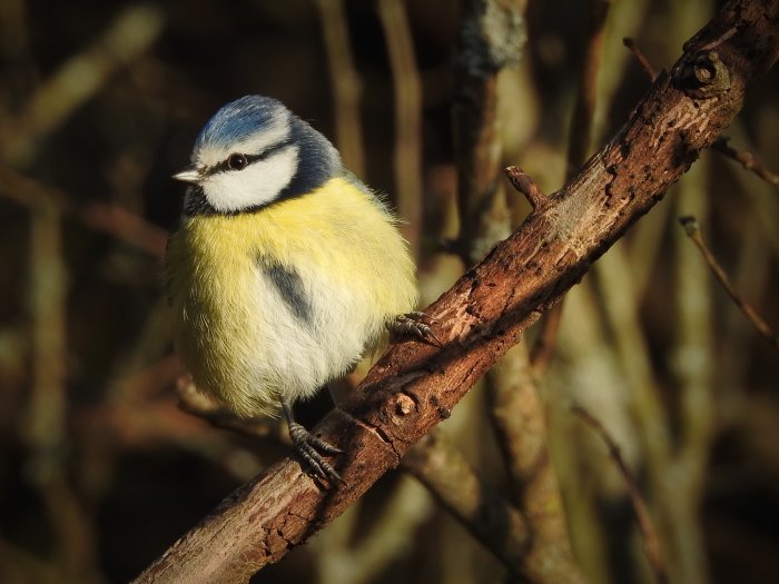 En blåmes sitter på en gren i naturlig miljö och ser ut att posera för kameran.