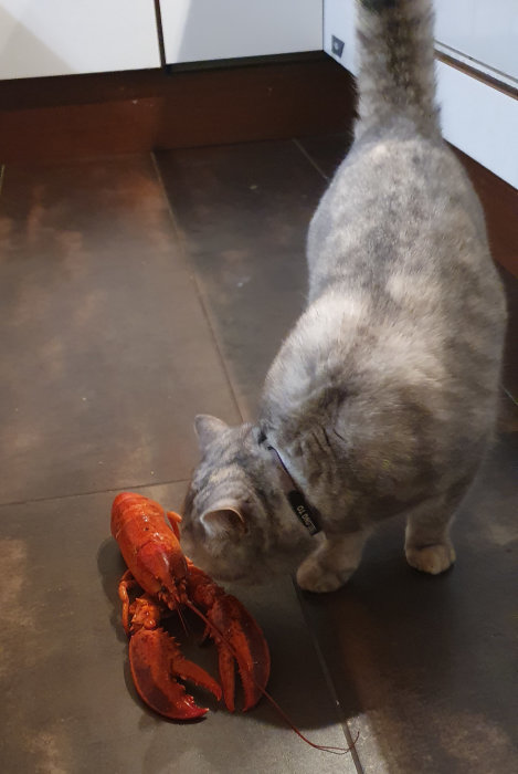 Katt sniffar på en fryst hummer på ett köksgolv.