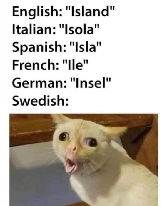 Meme med ordet 'ön' på olika språk följt av en bild på en förvånad katt, svenskt ord uteslutet för humor.