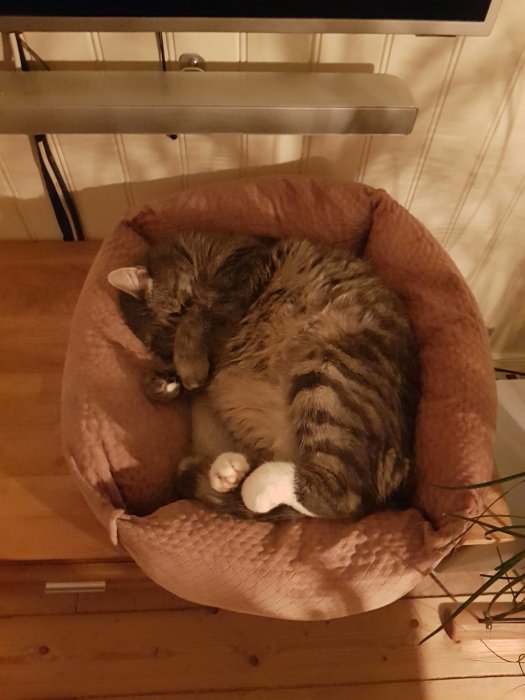 En katt som sover hopkurad i en mjuk kattsäng.