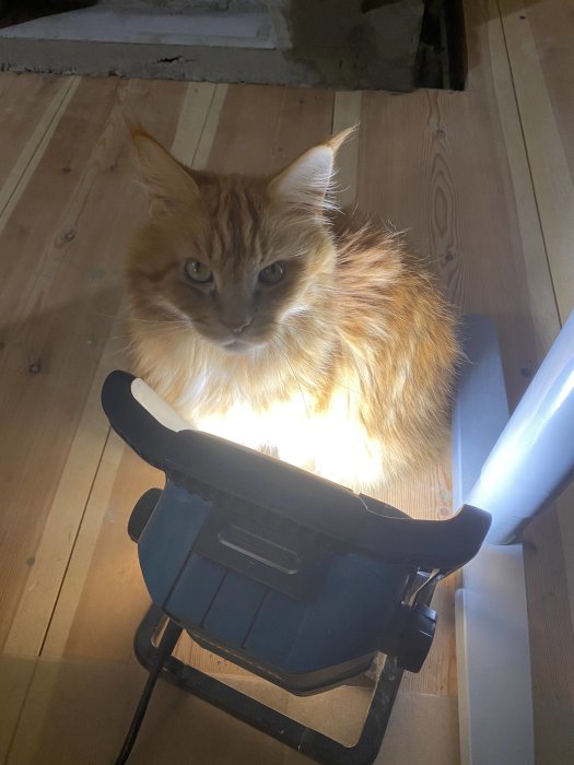 Orange och vit katt som sitter på en svart stol och njuter av värmen från en lampa.