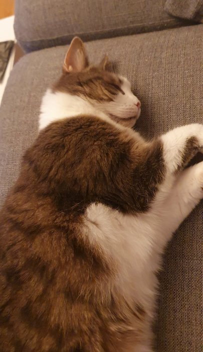 Katt som sover på grå soffa, firar det nya året med en tupplur.