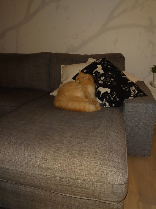 En rödbrun katt som vilar på en soffa med ett svart dyna med kattmotiv.