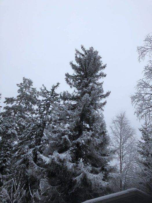 döda granar.JPG