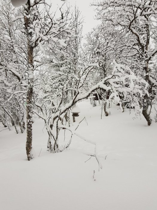 Snötäckt skog med träd och mark helt övertäckt av tjockt vitt snötäcke.