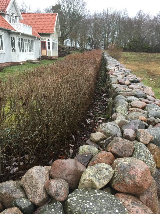 En tättklippt syrenhäck bredvid en stenmur, nära ett hus, underhållen i trettio år.