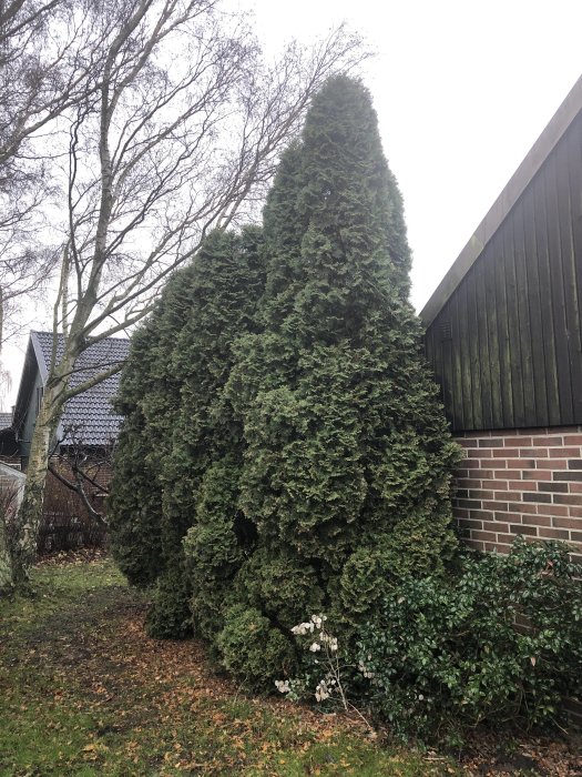 Hög cypress som delvis beskurits nära ett hus, med synlig topp och yvig grönska.