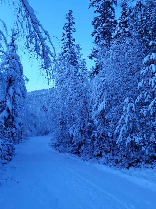 Snöklädd skogsväg omgiven av träd med snö, under en klar vinterhimmel vid jul.