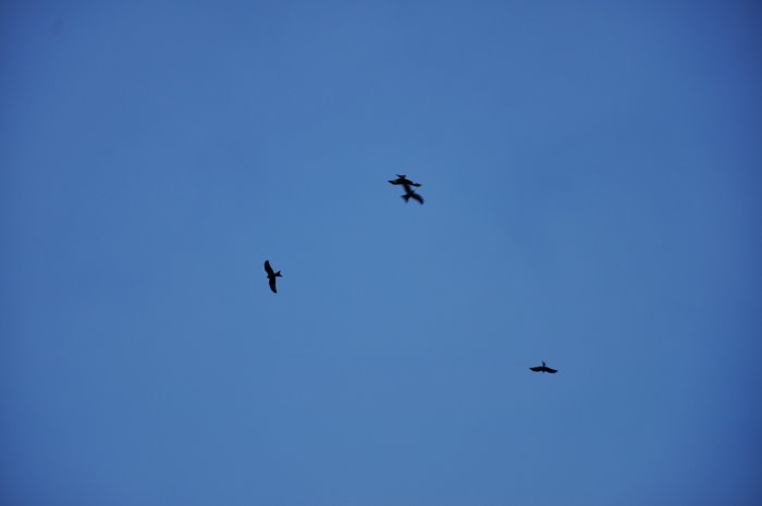 Tre fåglar flyger högt på klarblå himmel.