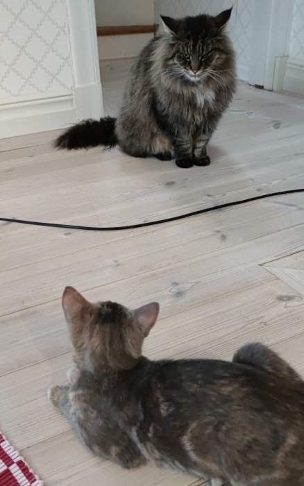 Två katter står inomhus, den äldre katten ser skeptisk ut medan den yngre verkar uppmärksam.