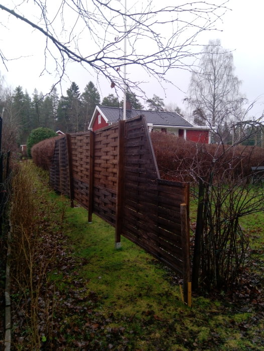 Ett brunt plank står uppställt i en trädgård som tillfälligt insynsskydd bredvid en häck.