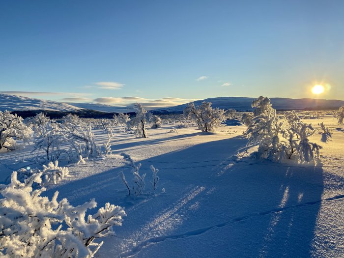 Vinterlandskap med snötäckta träd och lågt stående sol över snöfält och berg.