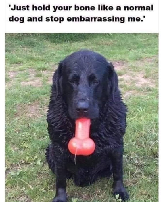 Svart hund som sitter på gräset och håller en rodnande hundleksak i munnen.