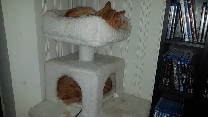 Två sovande orange katter på olika nivåer i en vit katträd, bredvid en hylla med filmer.